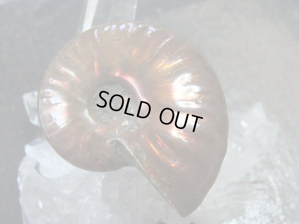 画像2: 特選　アンモライト　