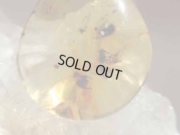 画像4: 「天然」Premium 虫入り　アンバー　アジャスター付きSVチェーン付き