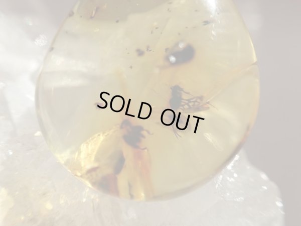 画像5: 「天然」Premium 虫入り　アンバー　アジャスター付きSVチェーン付き