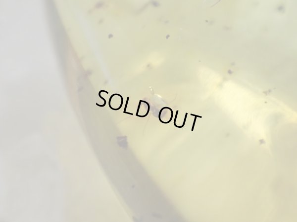 画像19: 「天然」Premium 虫入り　アンバー　アジャスター付きSVチェーン付き