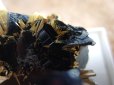 画像15: Premium　太陽タイチンルチル結晶原石　「黄金の黒薔薇」