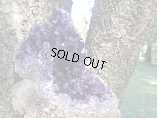 画像13: 高品質ウルグアイ産アメジストクラスター