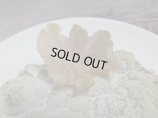 画像6: 「カルセドニー華」　特価