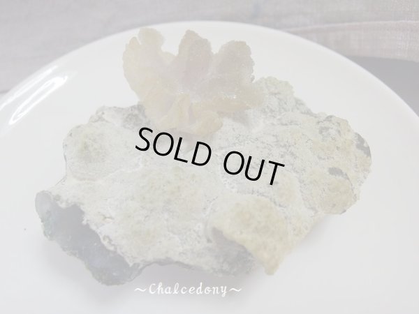 画像3: 「カルセドニー華」　特価