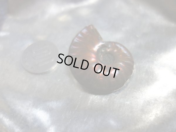 画像9: 特選　アンモライト　