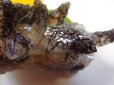 画像8: 希少種　鉱物　Ｐｒｅｍｉｕｍ　トルマリンクォーツ　ミニクラスター