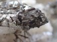 画像2: 希少種　鉱物　Ｐｒｅｍｉｕｍ　トルマリンクォーツ　ミニクラスター
