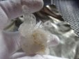 画像3: 美しいヒマラヤ産水晶　ミニクラスター　