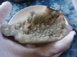 画像6: カルセドニー　玉髄原石　特価